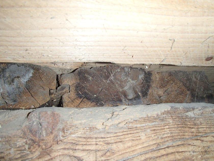 Golvbord med laus fjør. Foto: Magnus Wammen